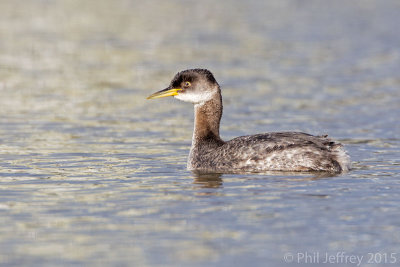 Loons and Grebes