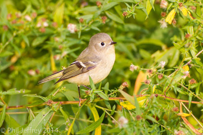 Ruby-crowned Kinglet