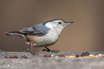 White-breasted Nuthatch