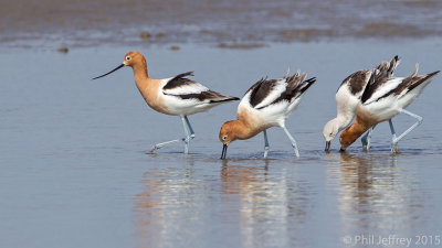 Shorebirds