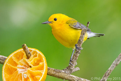 Prothonotary Warbler male