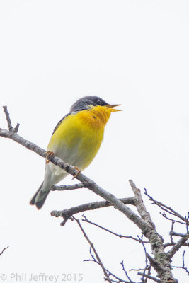 Tropical Parula male