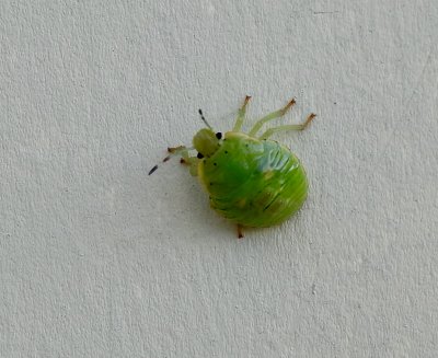 Aphid