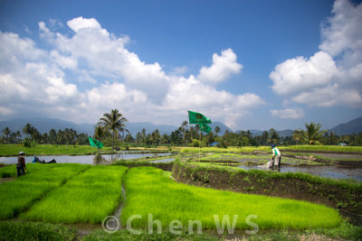 Farmers on the rice fields of Batu Sangkar