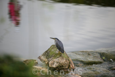 Heron watches play