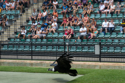 Condor performing at Australia Zoo.