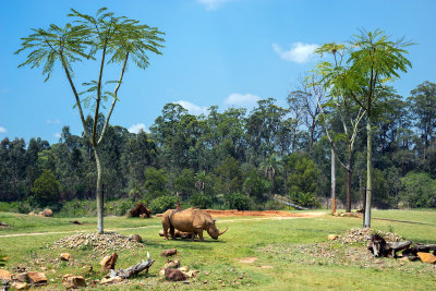 Rhinoceros at Australia Zoo.