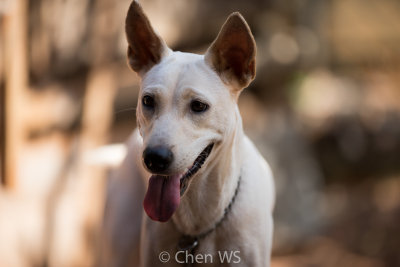 Poppy, the guard dog