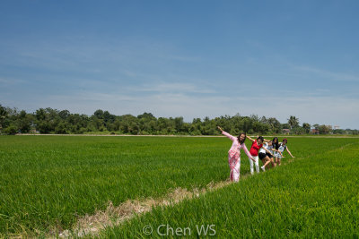 Enjoying the winds in the paddy field