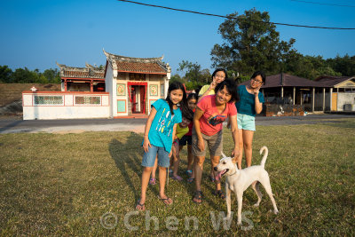 An afternoon walk with the pet dog