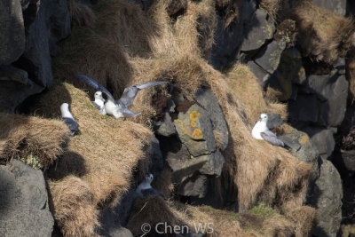 Herring gulls nests