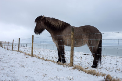 Icelandic horse