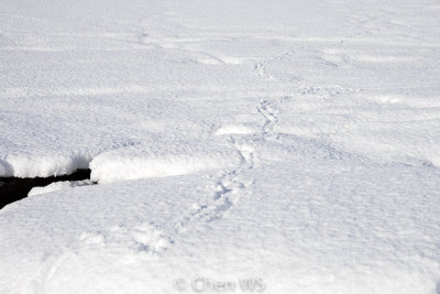 arctic fox tracks, Fjallsarlon glacier