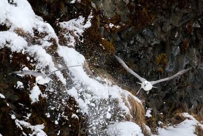 Herring gulls