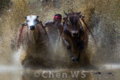 Bull race, Batu Sangkar, Indonesia