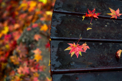 Autumn, South Korea