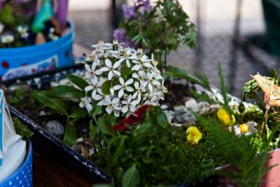 IMG_0583.JPG