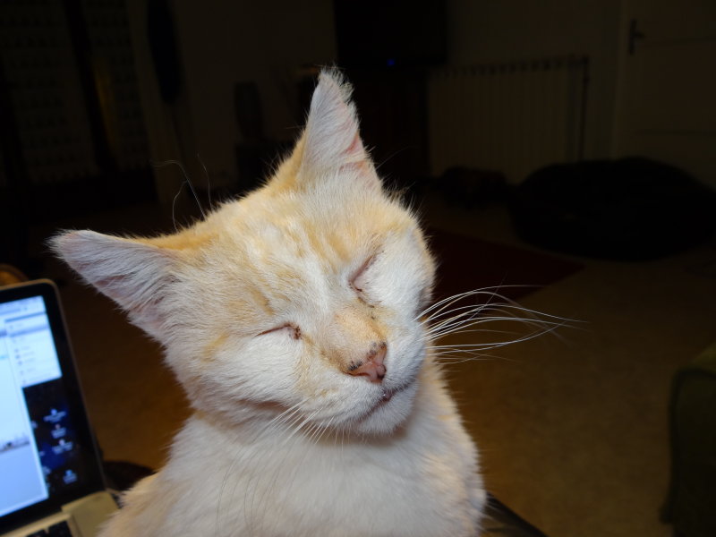 Happy White Cat.JPG
