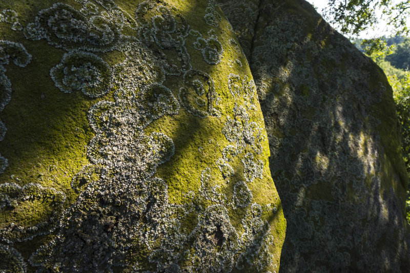 Lichen and sunlight - Robin Hoods Stride