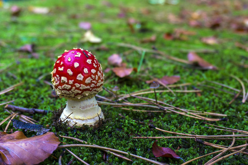 Shrooms 2.jpg