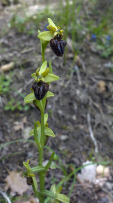 Early Spider Orchid