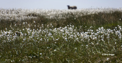 Cotton Grass and Woollyback -  Derwent Edge