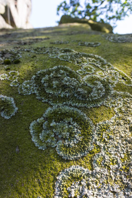 Lichen whorls - Robin Hoods Stride