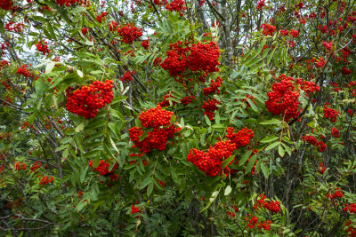 Rowan berries, Stanage High Neb