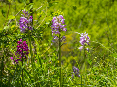 Lady Orchids