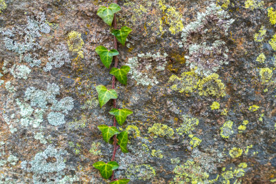Ivy and lichen