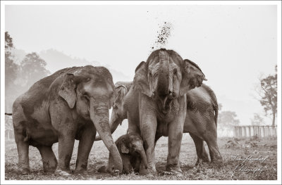 Elephant Family