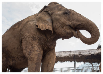 Elephant King