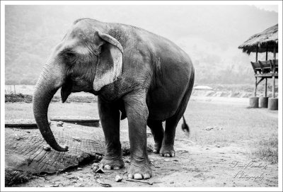 Elephant Nature Park