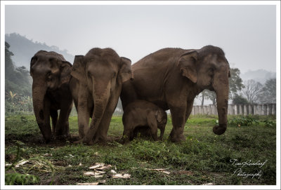 Elephant Family