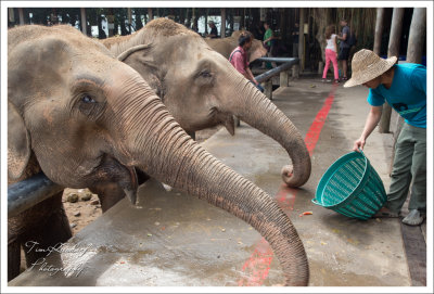 Feeding Pail