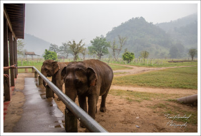 Elephant Nature Park