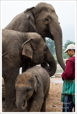 Three Elephants and Mahout