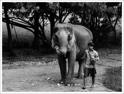 Elephant and Friend