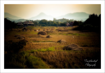 Harvested Rice Fields