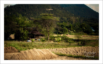 Rural Rice Farm in Pai