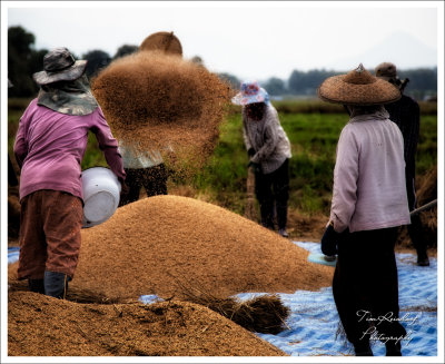 Harvesting Rice in Pai