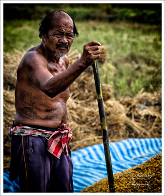 Rice Farmer in Pai