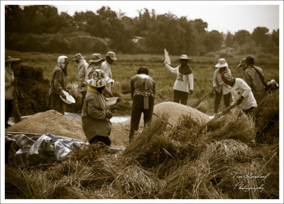 Group Effort Rice Harvest Pai