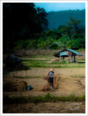 Farmer in Field in Pai
