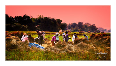 Setting sun Rice Harvest
