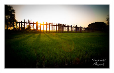 U Bein Bridge Rice Fields