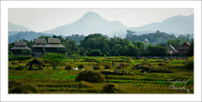 Early morning rice plantation