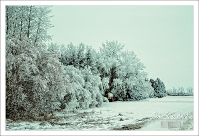 Canadian Prairie Hoarfrost 4
