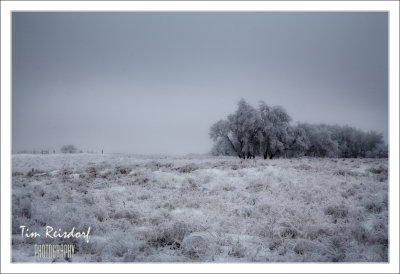 Canadian Prairie Hoarfrost 5