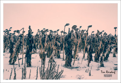 Frozen Sunflowers kissed with frost
